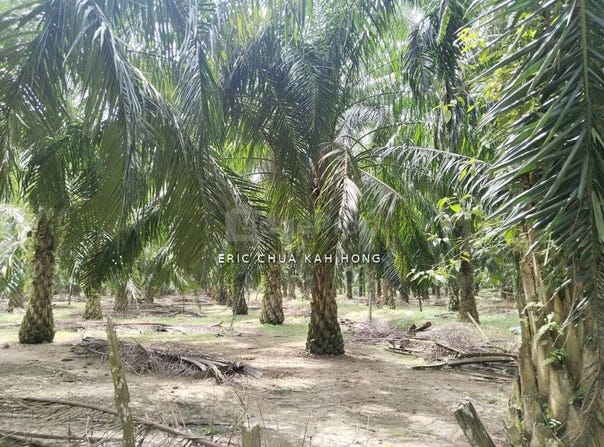 Kuala Kangsar, Perak 31100