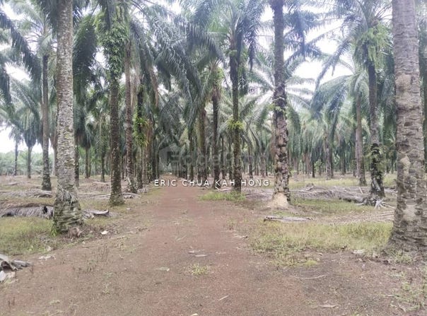 151, Kuala Kangsar, Perak 31100