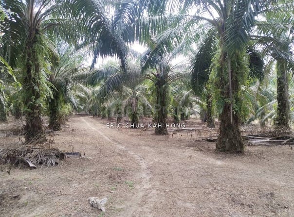 Siputeh, Batu Gajah, Perak 31550