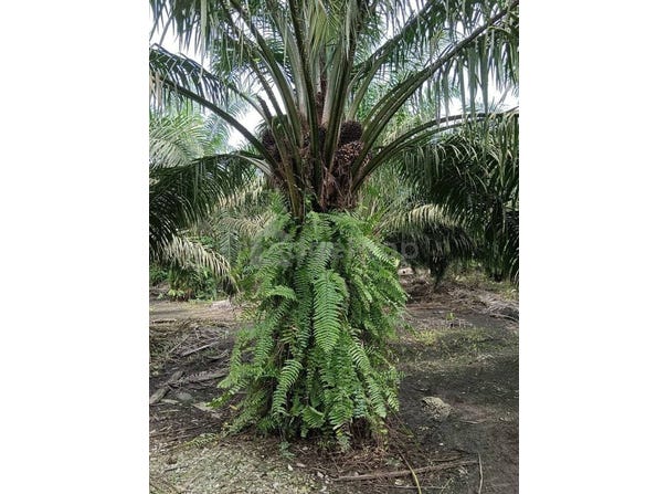 Pontian, Johor 81500