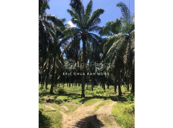 Kuala Kangsar, Perak 31100