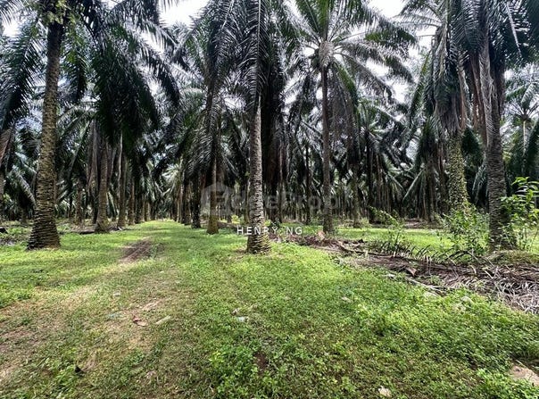 Sungai Petani, Kedah 8000