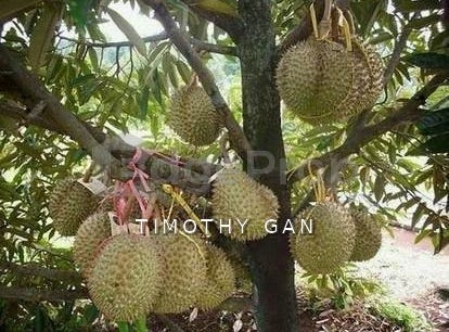 Tangkak, Johor 84900