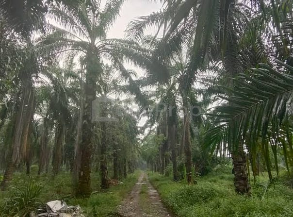 Hulu Langat, Selangor 43100