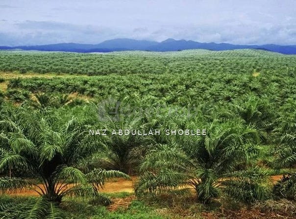 Gua Musang, Kelantan 18300