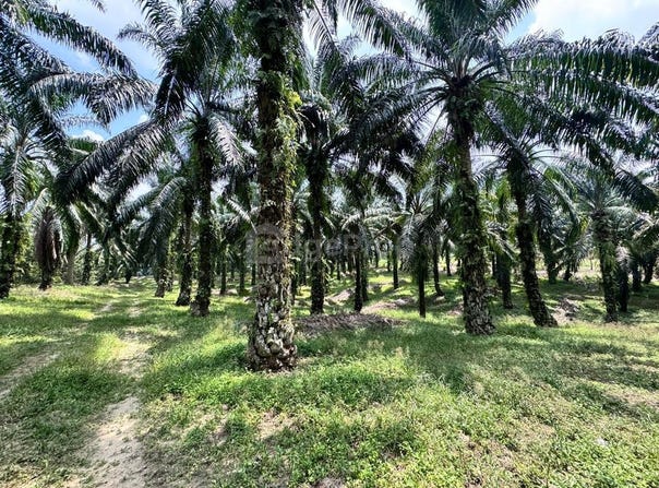 Skudai, Johor 81300