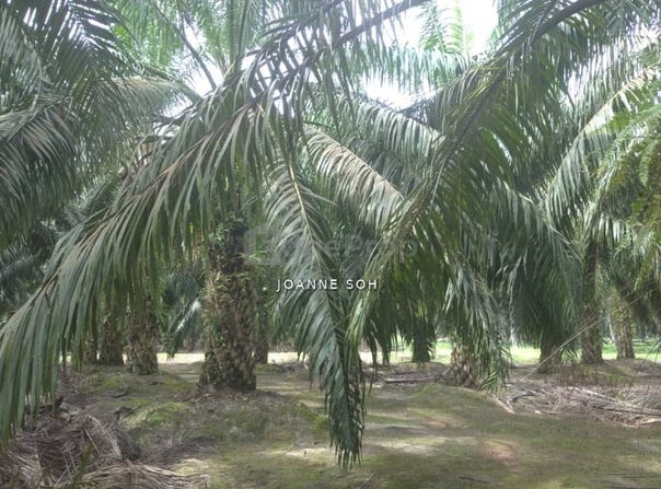 Temerloh, Pahang 0