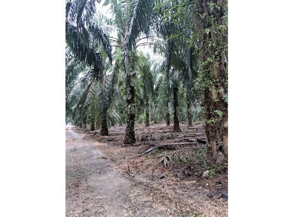 Banting, Selangor 42700