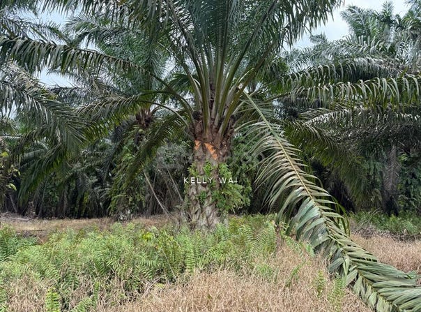 Kulai, Johor 81000