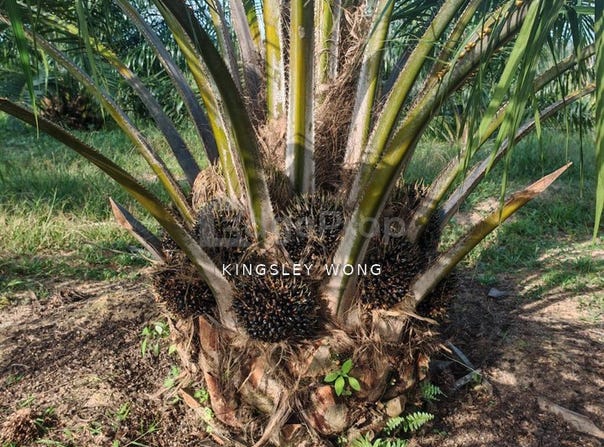 Sungai Siput , Kuala Kangsar, Perak 31100