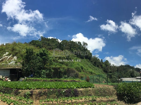 Cameron Highlands, Pahang 39000
