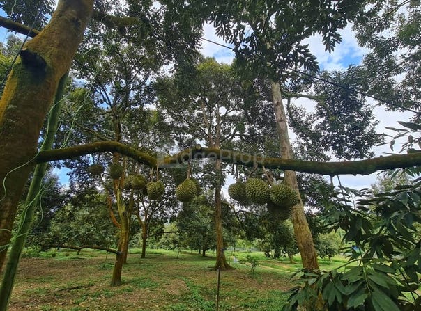 Raub, Pahang 26700