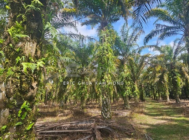 Batu Gajah, Perak 31550
