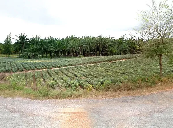 Bio Pellet Fertilizer Producer Group Village No 6, ศาลาลัย, สามร้อยยอด, ประจวบคีรีขันธ์, 77180 ประเทศไทย, สามร้อยยอด,