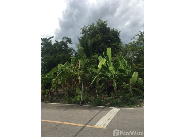 คาเฟ่ อเมซอน, บ้านปรก 49, บ้านปรก, สมุทรสงคราม, 75000 ประเทศไทย, สมุทรสงคราม,