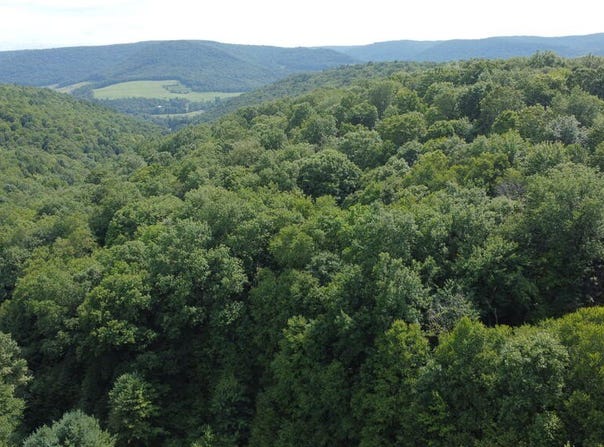 Fox Hollow Rd, Roulette, PA 16746