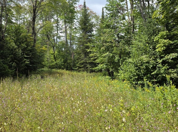 TBD GRASS LAKE TRL, RUDYARD, MI 49780