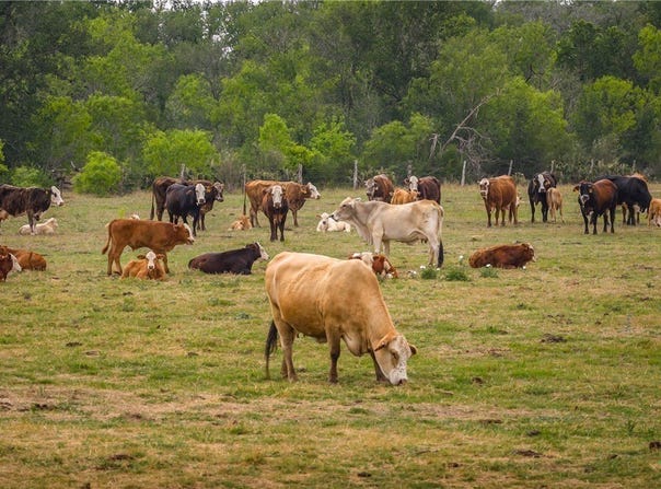 FM 77, Nixon, TX 78140