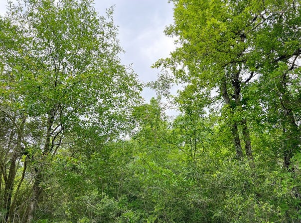 Cravens Camp Rd., Silsbee, TX 77656