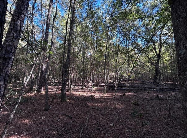 Hackberry lot: 16, Village Mills, TX 77663