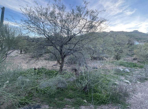 68 Saguaro Road lot: 68, Tonto Basin, AZ 85553