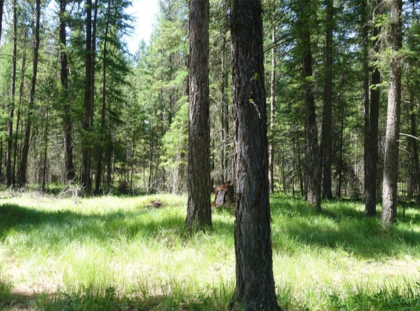 Skyline Way, Libby, MT 59923