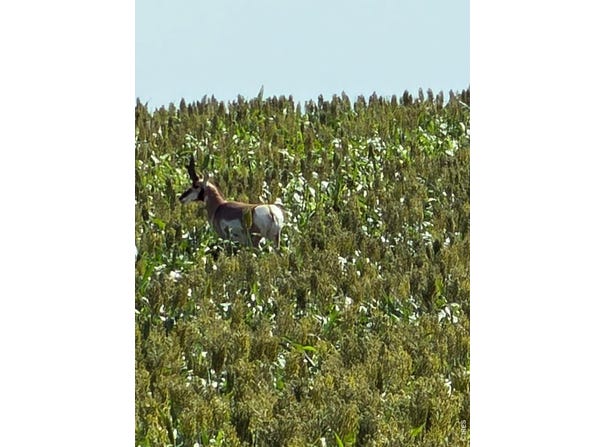 26 gg Rd, Snyder, CO 80750