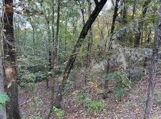 Tract 6 CR 369, OXFORD, MS 38655