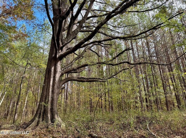 Yandell Road, Madison, MS 39110