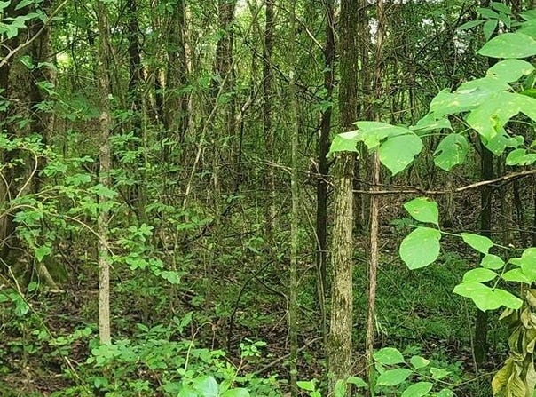 Shady Lane, BIG SANDY, TN 38221