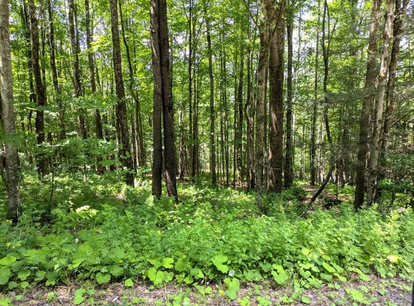 Crystal Meadows Rd, Downsville, NY 13782