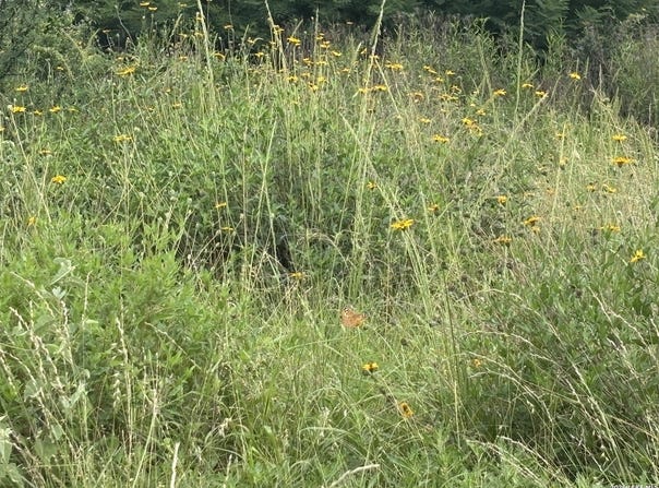 CR 1515, Moore, TX 78057