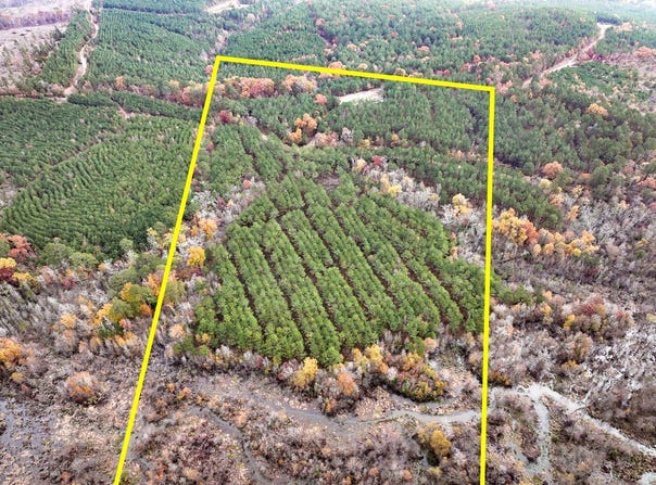 CR 1651, Avinger, TX 75630