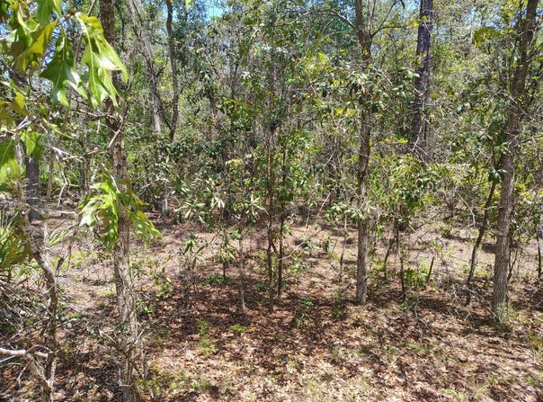Sumac St, Interlachen, FL 32148