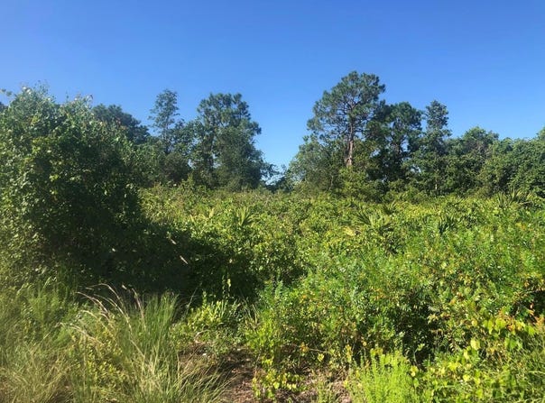 153 Disney Boulevard, Avon Park, FL 33825