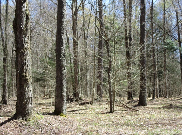 off Bingham Road, Cyclone, PA 16726