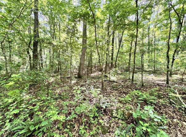 Red River Road, Fox, AR 72051