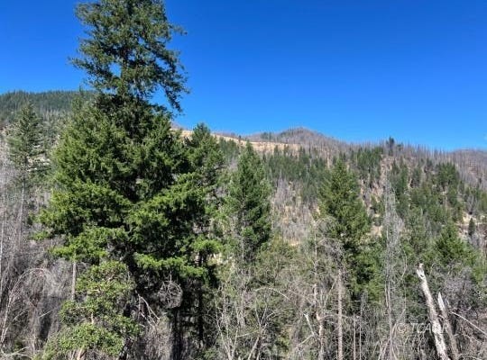 02 Hayfork Summit, Junction City, CA 96048