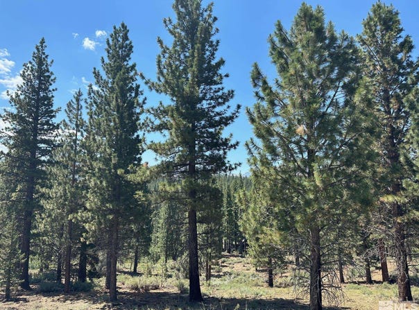 Raymond View lot: 2, Markleeville, CA 96120
