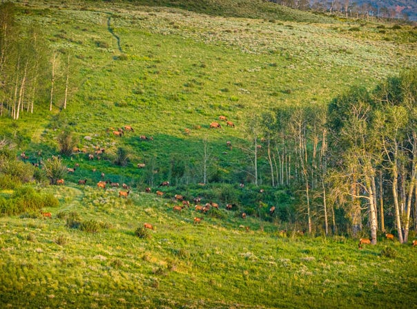 TBD Eby Creek Road, Eagle, CO 81631