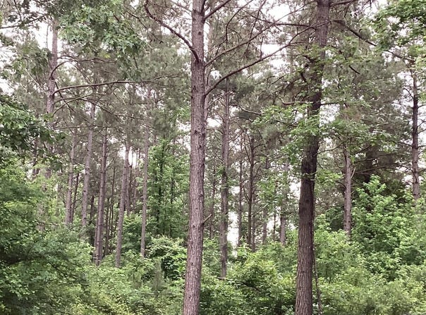 Hwy 24, Prescott, AR 71857