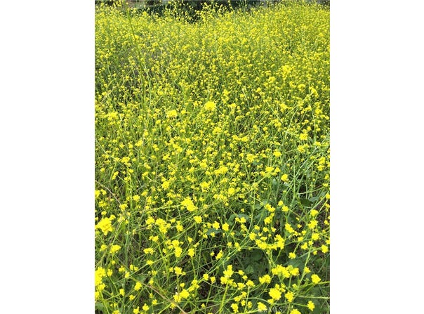 Val Verde, CA 91384