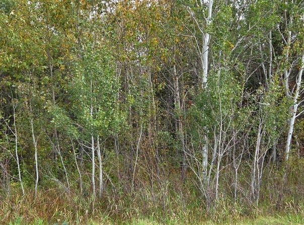 2nd Avenue E, International Falls, MN 56649