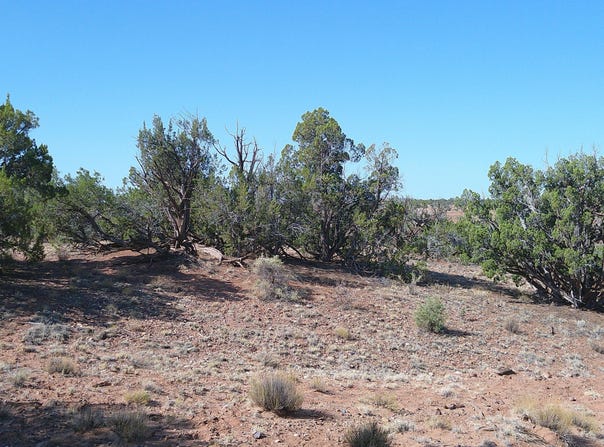 Wicked Sisters Way 38ac, Concho, AZ 85924