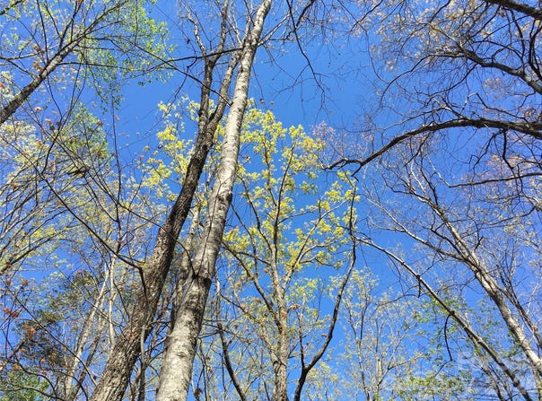 Lytle Mountain Road, Marion, NC 28752