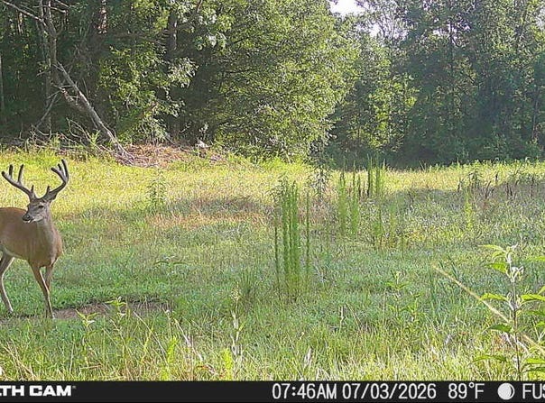 214 Authur Byrd Road, Pocahontas, TN 38061