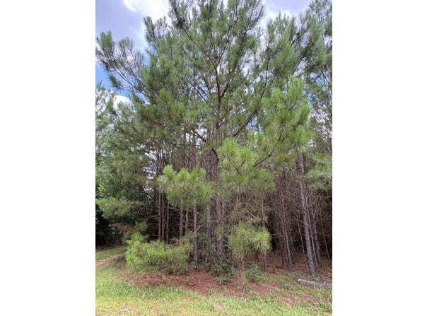 Hwy 3, Barnwell, SC 29812