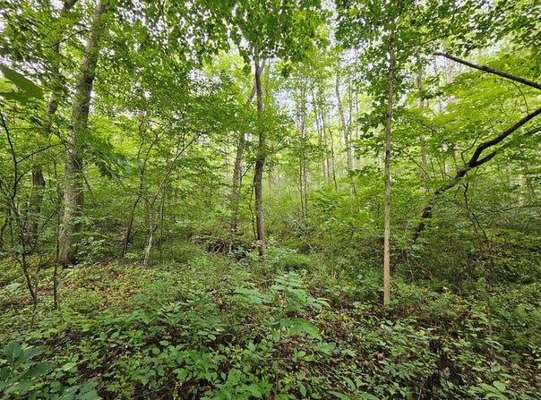 9 Ac Childress, Dillwyn, VA 23936