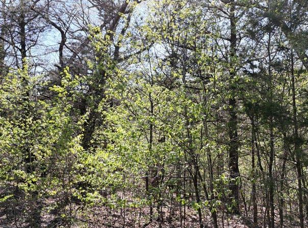 Gumbo Woods lot: #94, Shell Knob, MO 65747
