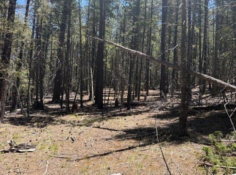 Sawyer Mesa Road, Pecos, NM 87552